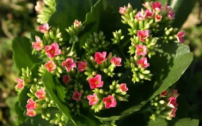 Kalanchoe ház jelei