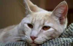 Kaltsiviroz котки симптоми, лечение, последствията