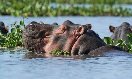 Защо мечтата на хипопотам, хипопотами тълкуване на сън сън значение