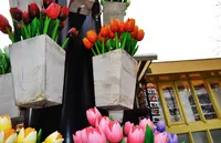 Keukenhof - cum să ajungi acolo, unde să meargă și ce să vezi, timpul și costul de vizitare, mananca,