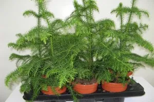Cypress de îngrijire la domiciliu la fotografii, tipuri de plante, plantare camera chiparos, schimbare și