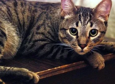 Osztályozása és rövid leírását fajtájú macskák, mind pedigreed szépségek