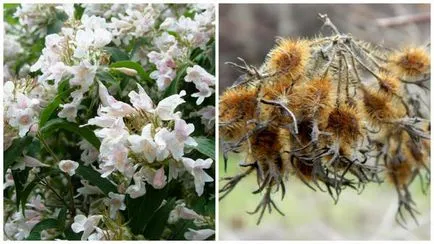 Kolkwitz caracteristici fermecătoare de cultivare, cazare în țară