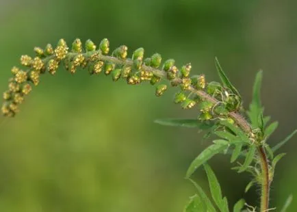 Amikor a parlagfű virágzik forrásokat allergia virágozni vélemények