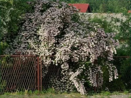 Kolkwitz caracteristici fermecătoare de cultivare, cazare în țară