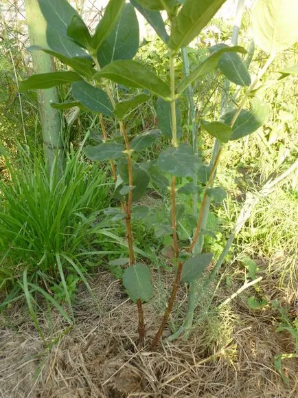 Amikor ez a legjobb a transzplantáció 5 éves bokor lonc ez lehet osztani a kaptár szakértő választ, hogy a transzplantációs