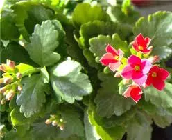 Kalanchoe cameră de flori, o lume fara a face rau