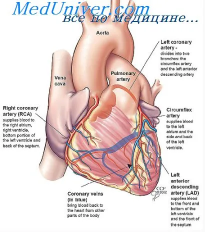коронарния кръвен поток