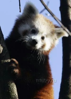 Red vörös panda (27 fotó) - triniksi