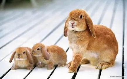 Frumoase fotografii pentru iepuri