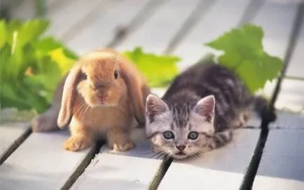 Красиви снимки на зайци