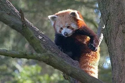 Red vörös panda (27 fotó) - triniksi