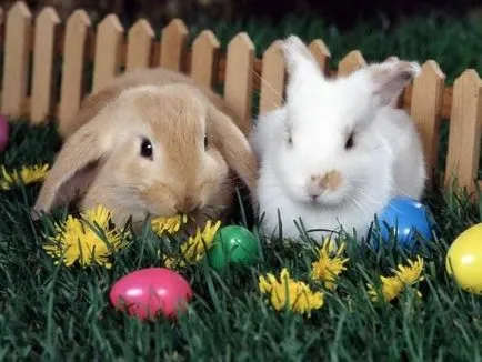 Красиви снимки на зайци