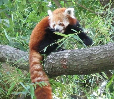 Red vörös panda (27 fotó) - triniksi