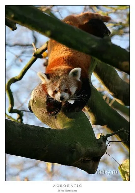 panda roșu roșu (27 poze) - triniksi