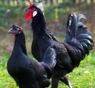 Csirkék tenyészteni villog la (La Fleche)
