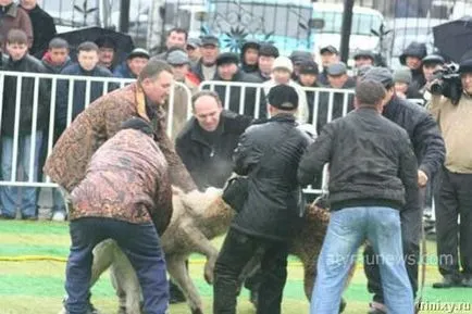 mituri showdown sângeroase și orori de câine de luptă