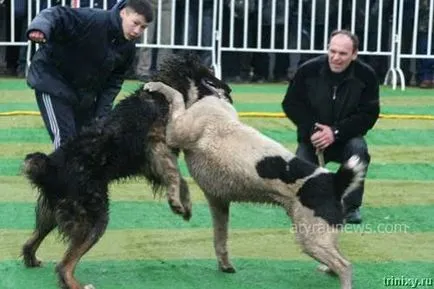 mituri showdown sângeroase și orori de câine de luptă