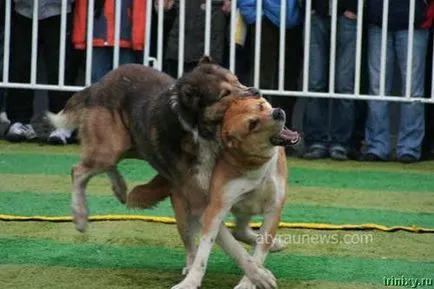 mituri showdown sângeroase și orori de câine de luptă