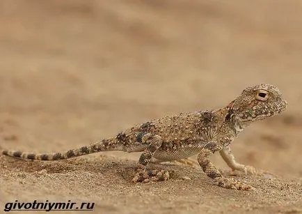 Agama гущер