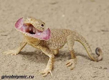 Agama гущер