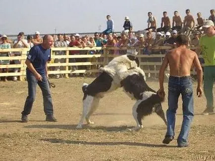 mituri showdown sângeroase și orori de câine de luptă