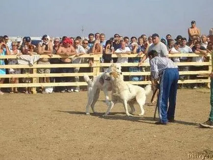 mituri showdown sângeroase și orori de câine de luptă