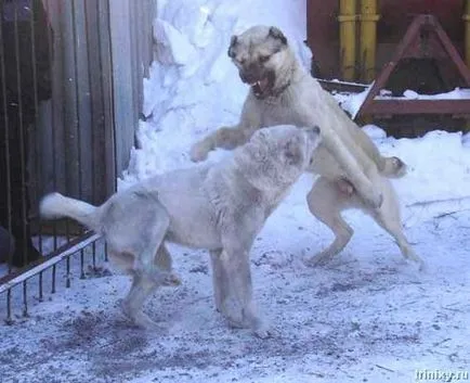 mituri showdown sângeroase și orori de câine de luptă