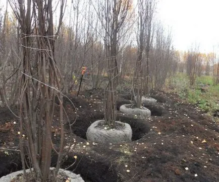 Голям размер в ландшафтния дизайн София