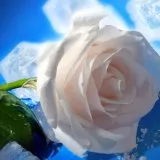 Gyógyászati ​​tulajdonságait rózsa és rózsaolaj - kezelőorvosát Aibolit
