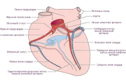 Tratamentul cardiace coronariene remedii populare boala