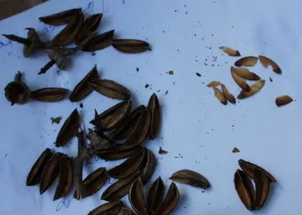 Lagerstermiya magról tannin vendégház