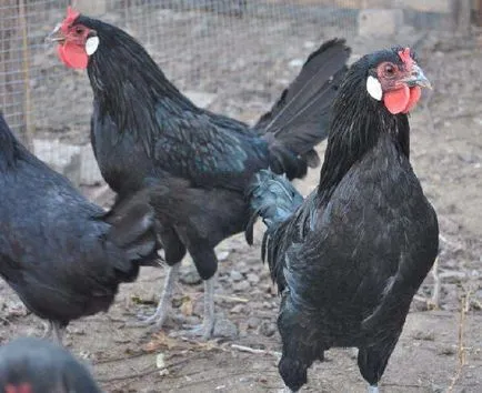La Fleche порода пилета - описание на съдържанието, снимки и видеоклипове
