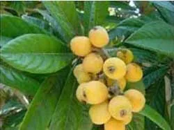 Loquat (японски мушмули) описание, състав и употребата