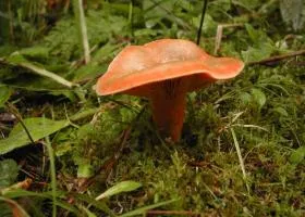 Chanterelles friss készítmény, használatra, ellenjavallatok, receptek