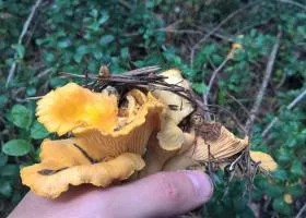 Chanterelles friss készítmény, használatra, ellenjavallatok, receptek