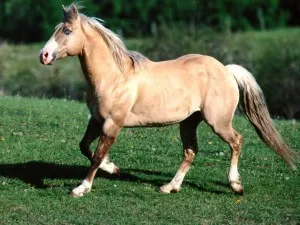 Tüdőemfiszema lovak okoz, jellemzőit, a gyógyszerek és kezelés