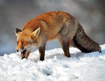 Fox face un atac triplu asupra persoanei, în ghearele animalelor