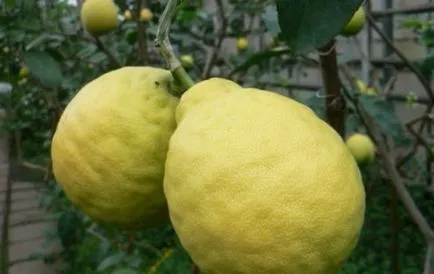 Lemon la domiciliu cele mai bune soiuri pentru cultivare