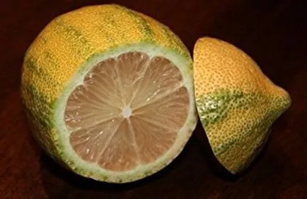 Lemon la domiciliu cele mai bune soiuri pentru cultivare