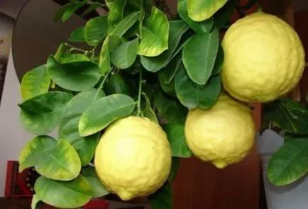 Lemon la domiciliu cele mai bune soiuri pentru cultivare