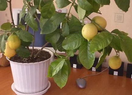 Lemon la domiciliu cele mai bune soiuri pentru cultivare