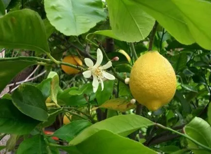 Lemon la domiciliu cele mai bune soiuri pentru cultivare