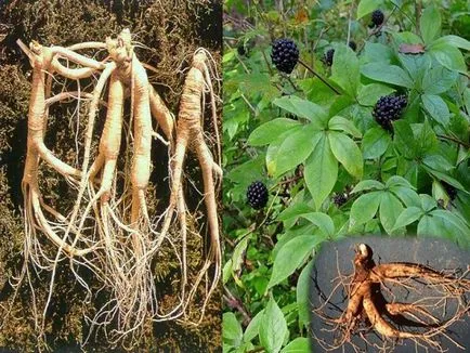 Lemongrass, Echinacea, Ginseng Siberian Ce creste mai bine tensiunii arteriale