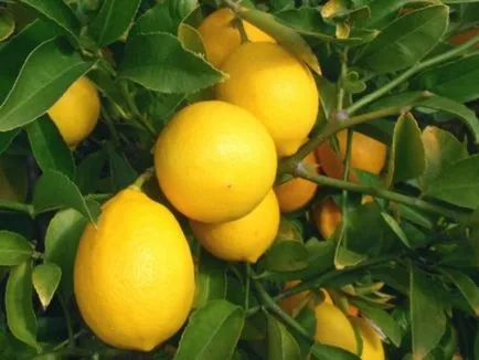 Lemon la domiciliu cele mai bune soiuri pentru cultivare