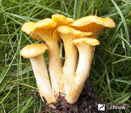 Chanterelles friss készítmény, használatra, ellenjavallatok, receptek