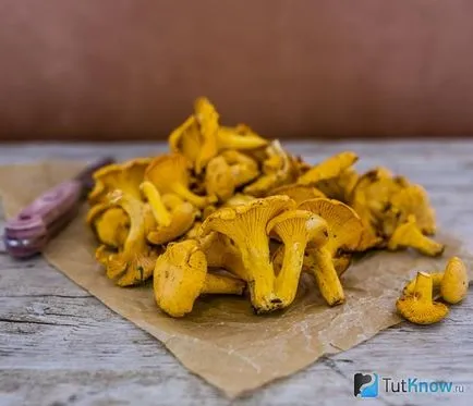 Chanterelles friss készítmény, használatra, ellenjavallatok, receptek