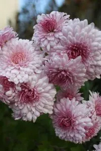 soiuri de crizantema coreene, descrierea lor, de plantare, îngrijire, în creștere de la semințe