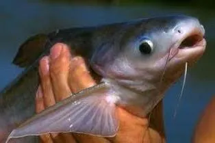 Rejtélyes hal Pangasius