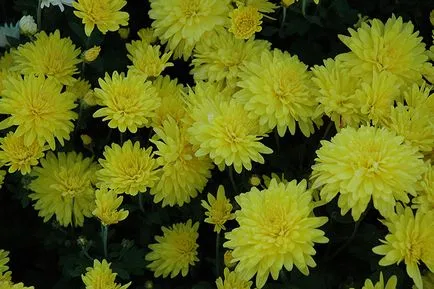 soiuri de crizantema coreene, descrierea lor, de plantare, îngrijire, în creștere de la semințe